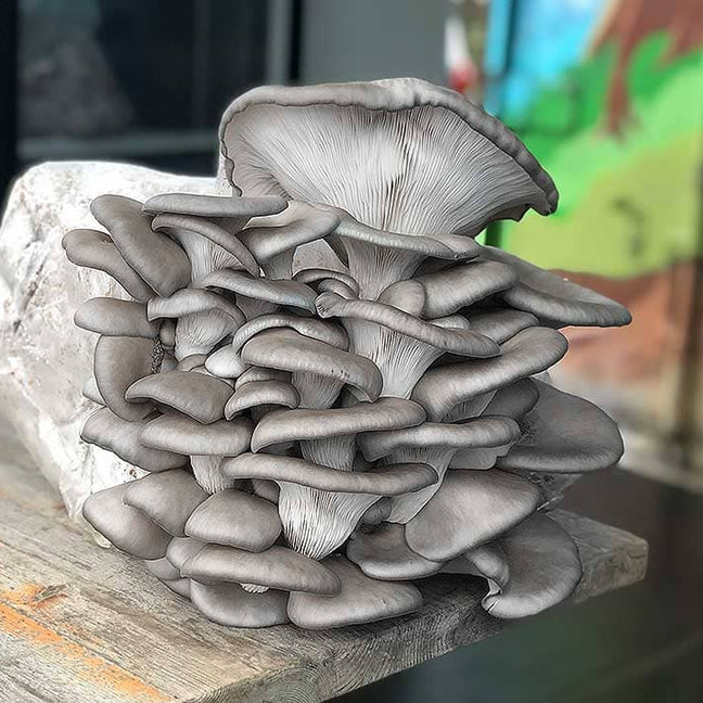 Organic Grey Oyster Mushroom Culture Block