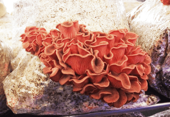 Organic Pink Oyster Mushroom Culture Block