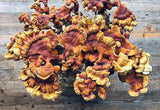 Image thumbnail: Kit de culture Ballot de culture Reishi BIO