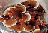 Image thumbnail: Kit de culture Ballot de culture Reishi BIO