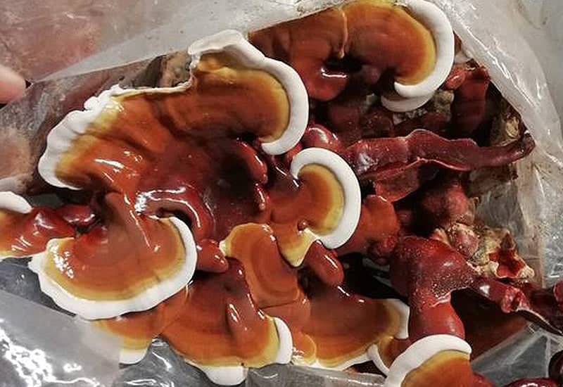 Kit de culture Ballot de culture Reishi BIO