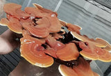 Image thumbnail: Kit de culture Ballot de culture Reishi BIO