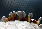 Image thumbnail: Kit de culture Ballot de culture Reishi BIO