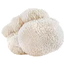 A cluster of white, fluffy lion’s mane mushrooms with a shaggy, hairy texture, set against a plain white background.
