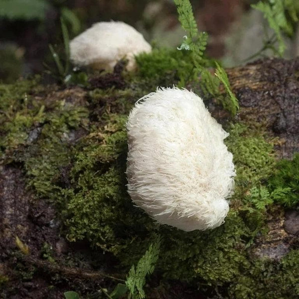 Logs, Pillars, & Stumps