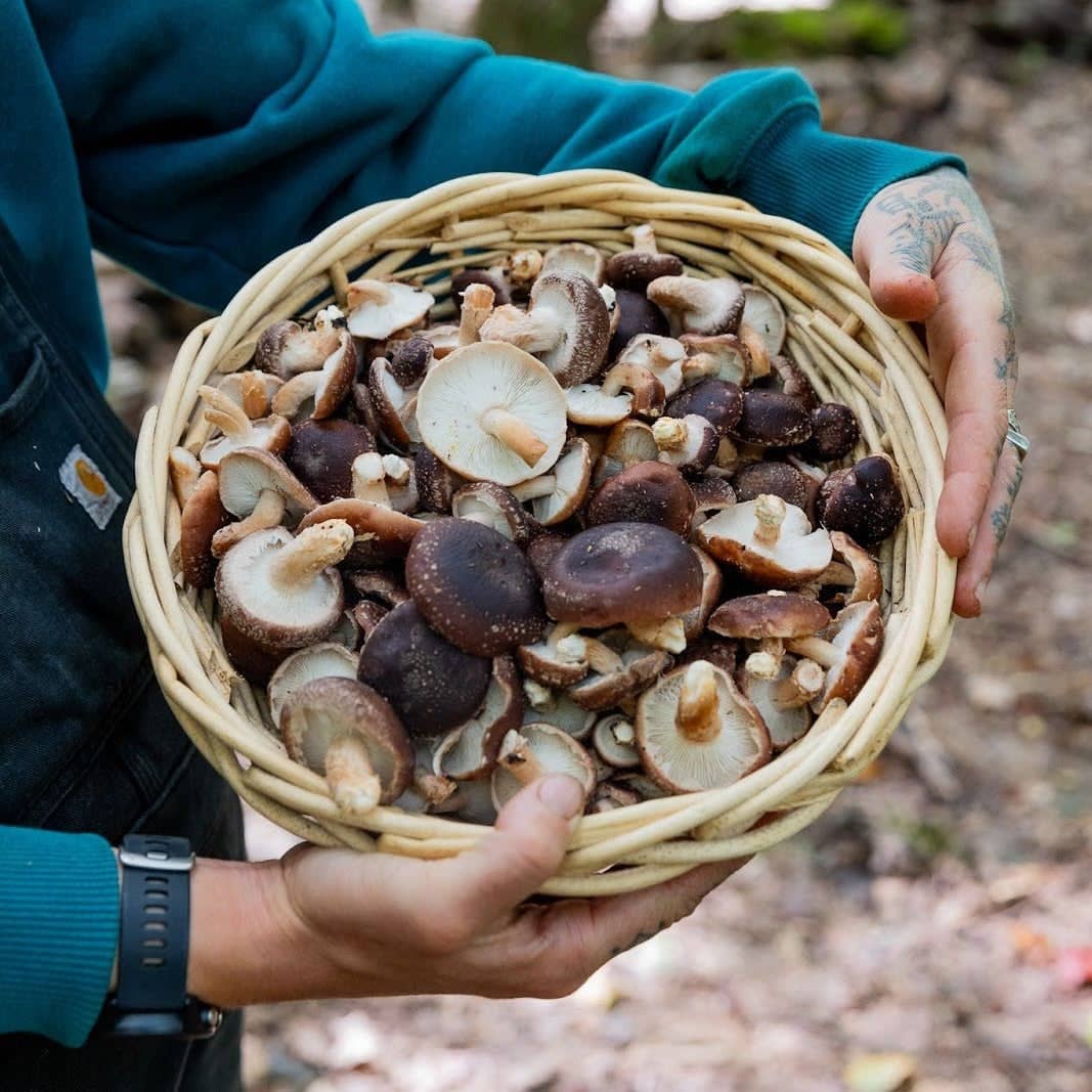 A person holding a wicker basket filled with freshly harvested shiitake mushrooms. The person is wearing a blue sleeve, a black watch, and has a tattoo on their hand. The background shows an outdoor, wooded area.