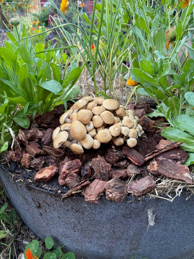 A cluster of small, tan mushrooms grows among wood chips and leafy green plants in a raised garden bed, with flowers and more greenery visible in the background.