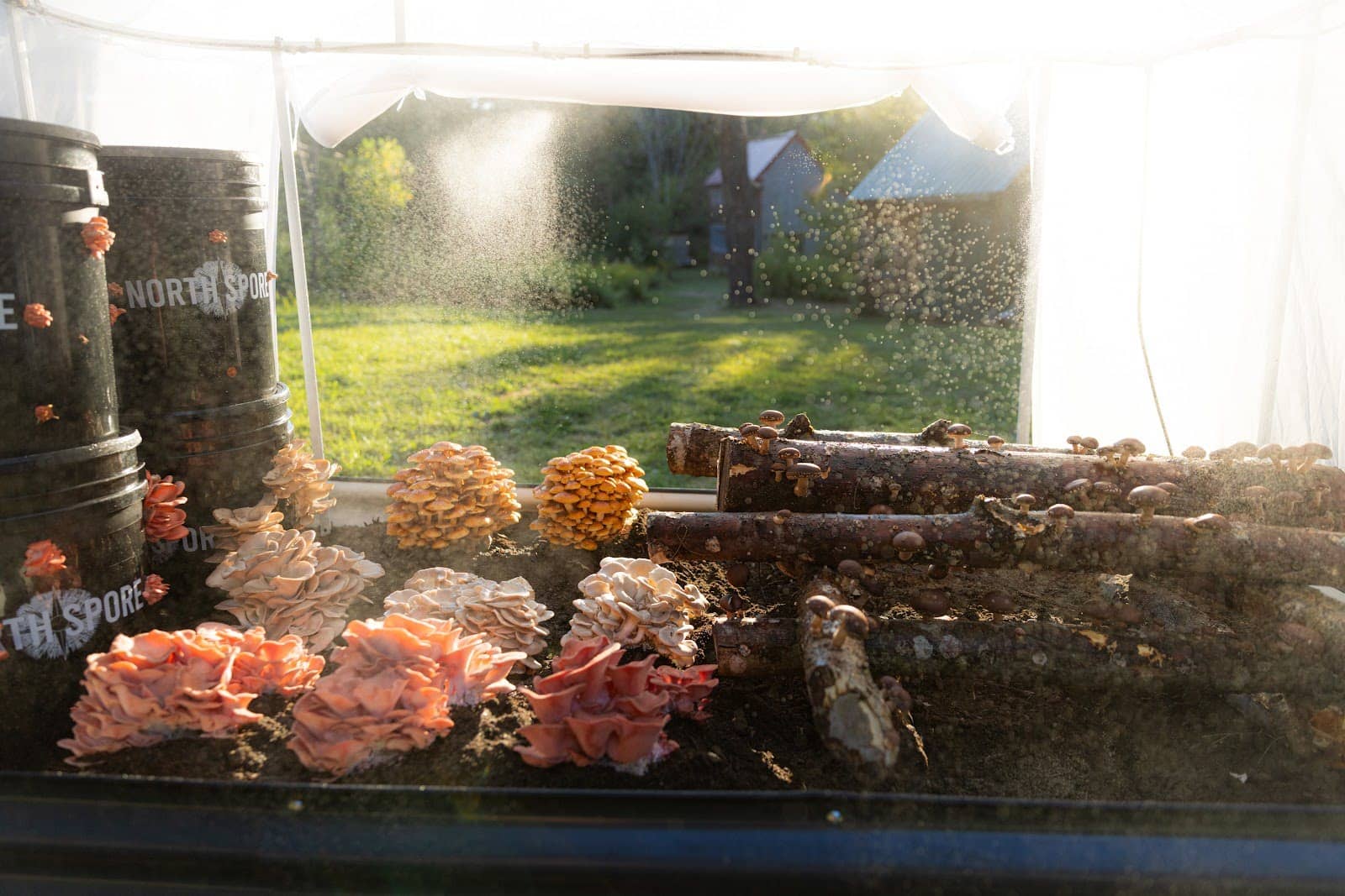 Mushrooms grow on logs and soil inside a tent, with black buckets labeled North Spore nearby. Sunlight streams in, illuminating the setup, with grassy yard and buildings visible outside.