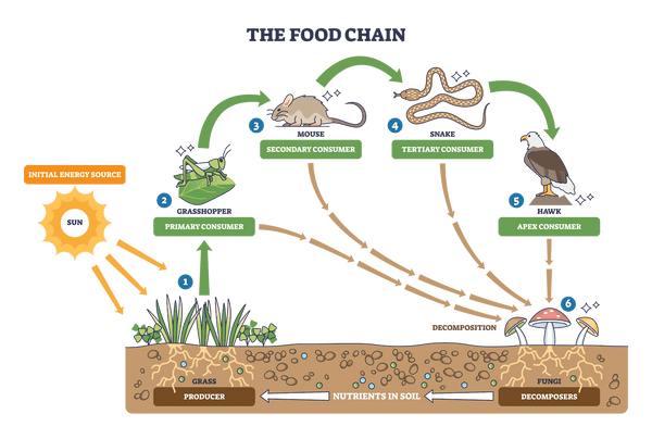 Diagram of a food chain showing energy flow from the Sun to grass (producer), then to grasshopper (primary consumer), mouse (secondary), snake (tertiary), hawk (apex); decomposition is done by fungi.