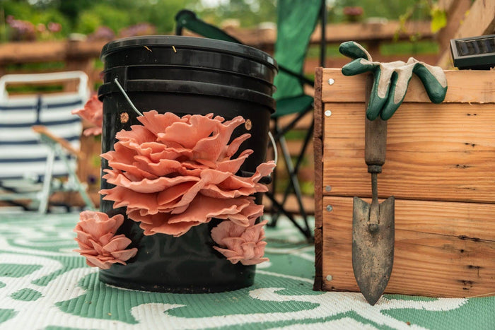 A black bucket with clusters of pink oyster mushrooms growing from it sits on an outdoor mat next to a wooden crate holding gardening gloves and a small trowel.