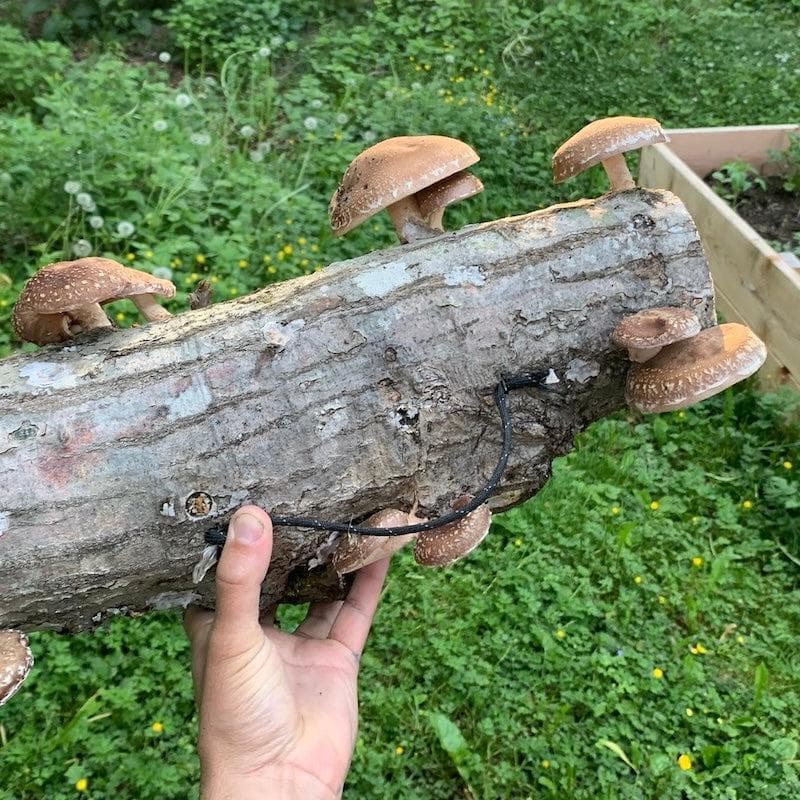 Log Kit Mushroom Log Beginner Bundle