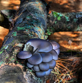 Image thumbnail: Log Kit Sawdust Spawn Complete Mushroom Log Kit