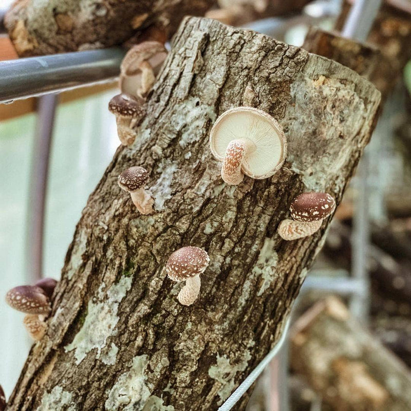 Log Kit Sawdust Spawn Mushroom Log Starter Kit