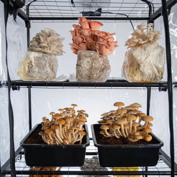 Grow in a Martha Tent / BoomRoom