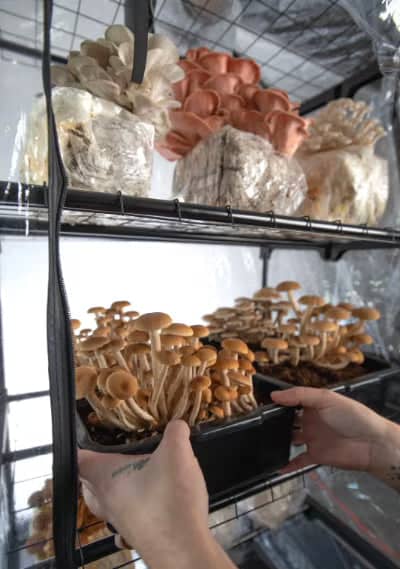 Hands holding a tray of brown mushrooms on a shelf, with more mushrooms and mushroom grow bags on shelves above in a growing tent.