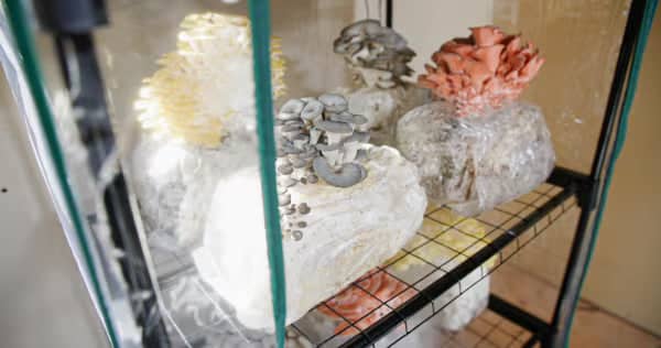 Several different types of mushrooms, including white, gray, and pink varieties, are growing from blocks inside a glass terrarium on a wire shelf.