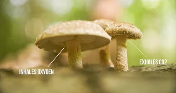 Close-up of two mushrooms with labels: one points to the stem saying INHALES OXYGEN, and the other points to the stem saying EXHALES CO2.