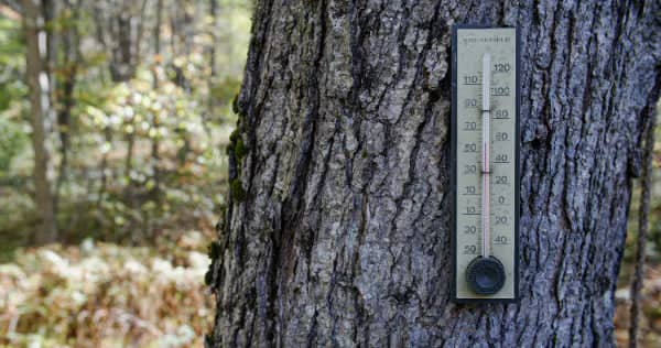 A thermometer attached to the trunk of a tree in a forest, showing a temperature reading, with blurred foliage in the background.