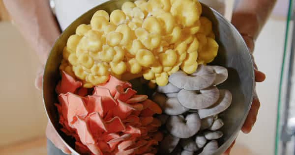 A person holds a bowl containing three types of colorful mushrooms: yellow, red, and gray varieties.
