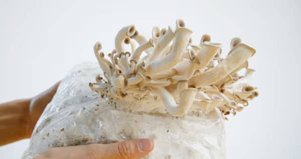 A person holds a clear plastic bag with clusters of white oyster mushrooms growing out of it against a plain background.