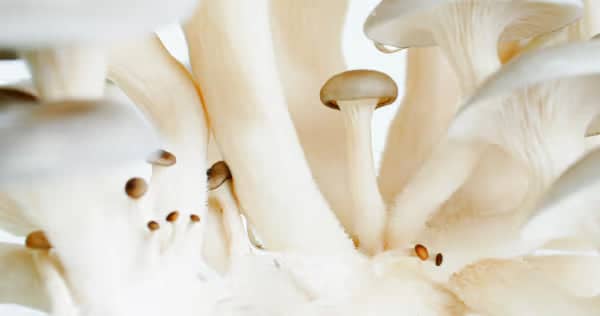 Close-up of a cluster of white oyster mushrooms with smooth caps and stems, showing delicate textures and organic shapes against a light background.