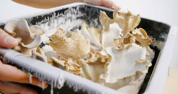 Hands holding a black container filled with oyster mushrooms growing on a white substrate, ready for harvest.