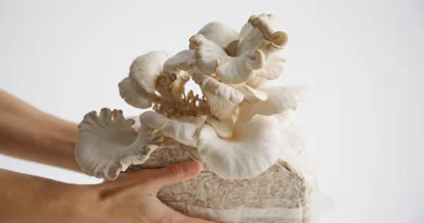 Hands holding a cluster of white oyster mushrooms growing from a rectangular block of substrate against a plain white background.
