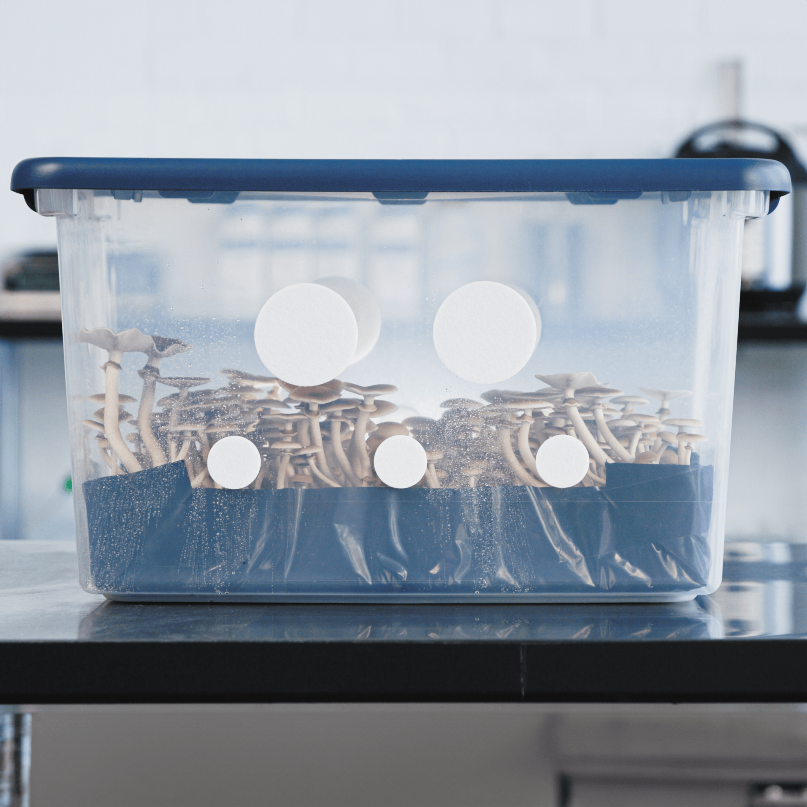 A clear plastic container with a blue lid, containing growing mushrooms, sits on a kitchen counter. The container has circular white air filter patches on its sides.