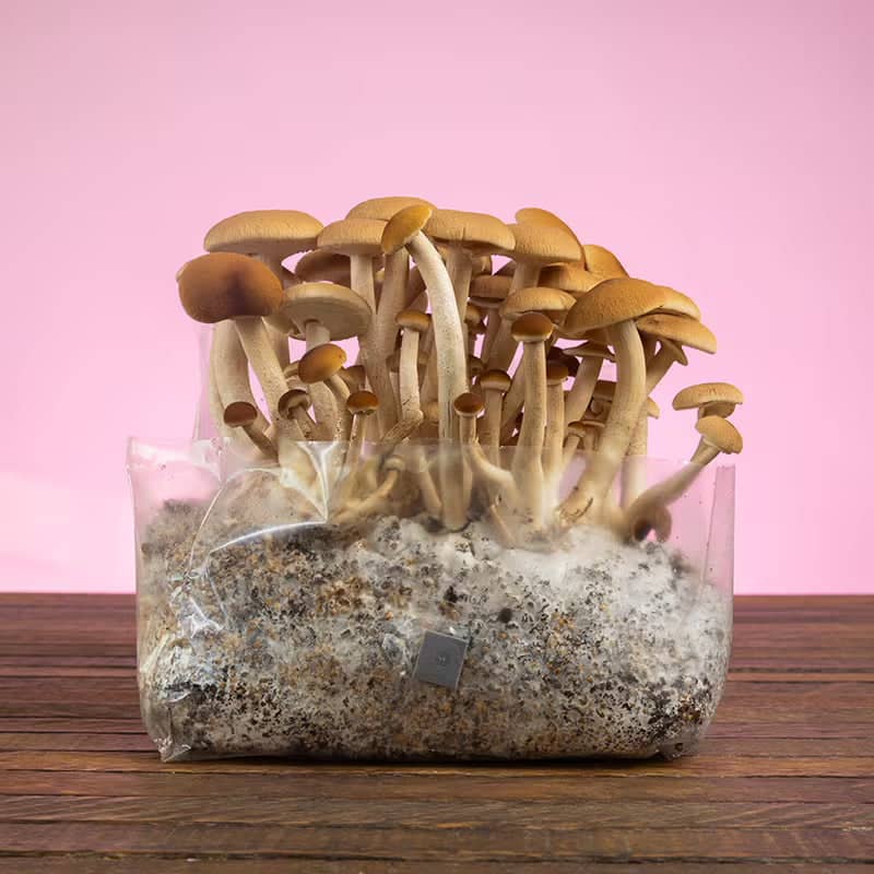 A cluster of brown mushrooms growing in a clear plastic bag filled with soil and white mycelium, set on a wooden surface with a pink background.