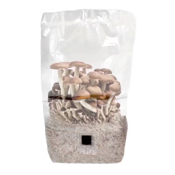 A clear plastic bag containing a mushroom growing kit, with clusters of brown-capped mushrooms sprouting from a substrate at the bottom.
