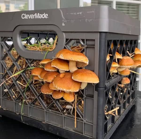 Orange-brown mushrooms growing out of the side of a black plastic crate filled with straw and grass.