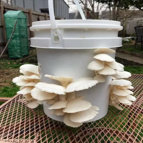 A white plastic bucket with clusters of white mushrooms growing out of holes, placed on a metal outdoor table in a backyard.