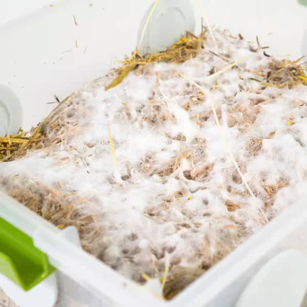 A plastic container filled with straw or hay is covered in white mold or fungal growth, indicating decomposition or contamination.