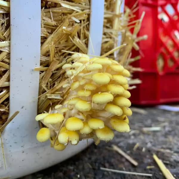 Cluster of small yellow mushrooms growing from straw packed inside a white plastic container, with a red crate in the background.