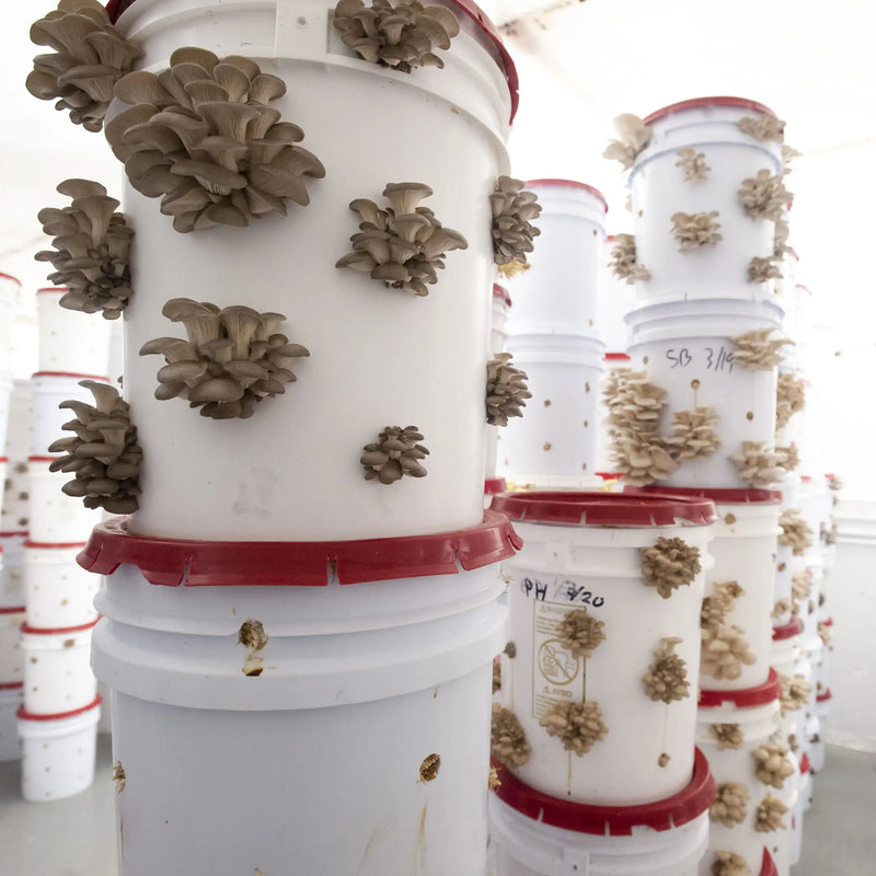 White plastic buckets with red lids, stacked vertically, have clusters of mushrooms growing out of holes in their sides. More buckets are visible in the background inside a bright room.