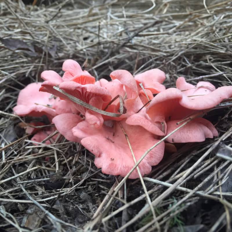 Pink mushrooms with wavy caps grow among dry brown grass and twigs on the ground.