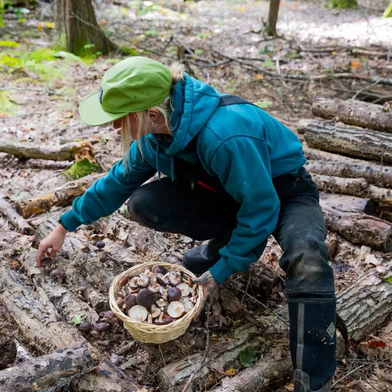 A person in a green cap and blue hoodie crouches in a forest, picking mushrooms and placing them in a wicker basket.