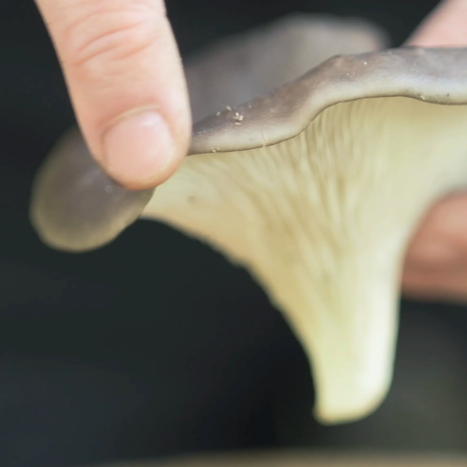 A close-up of a hand gently holding the cap of a gray oyster mushroom, showing the gills underneath.