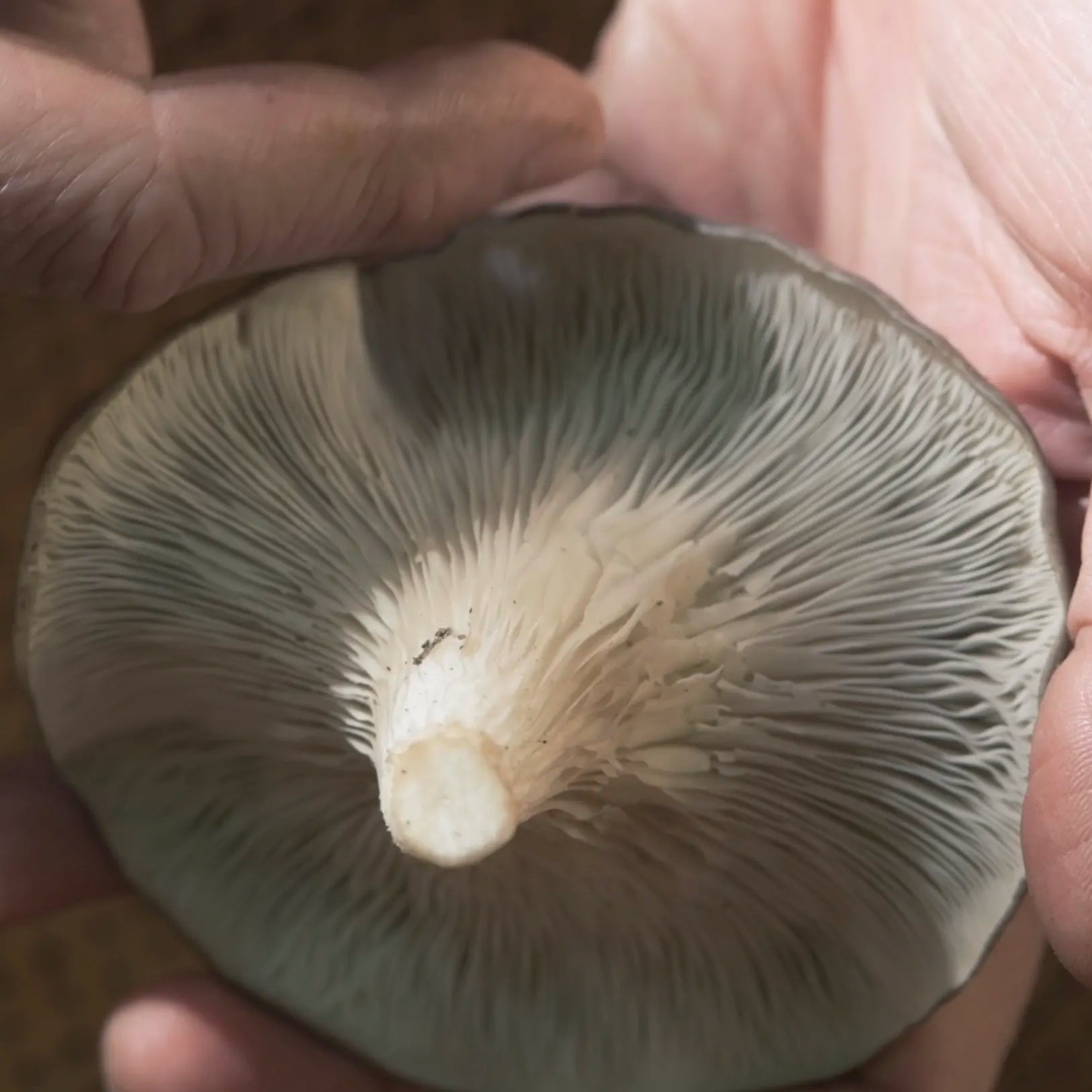 A close-up of a person holding a mushroom, showing the gills and stem underneath the cap.