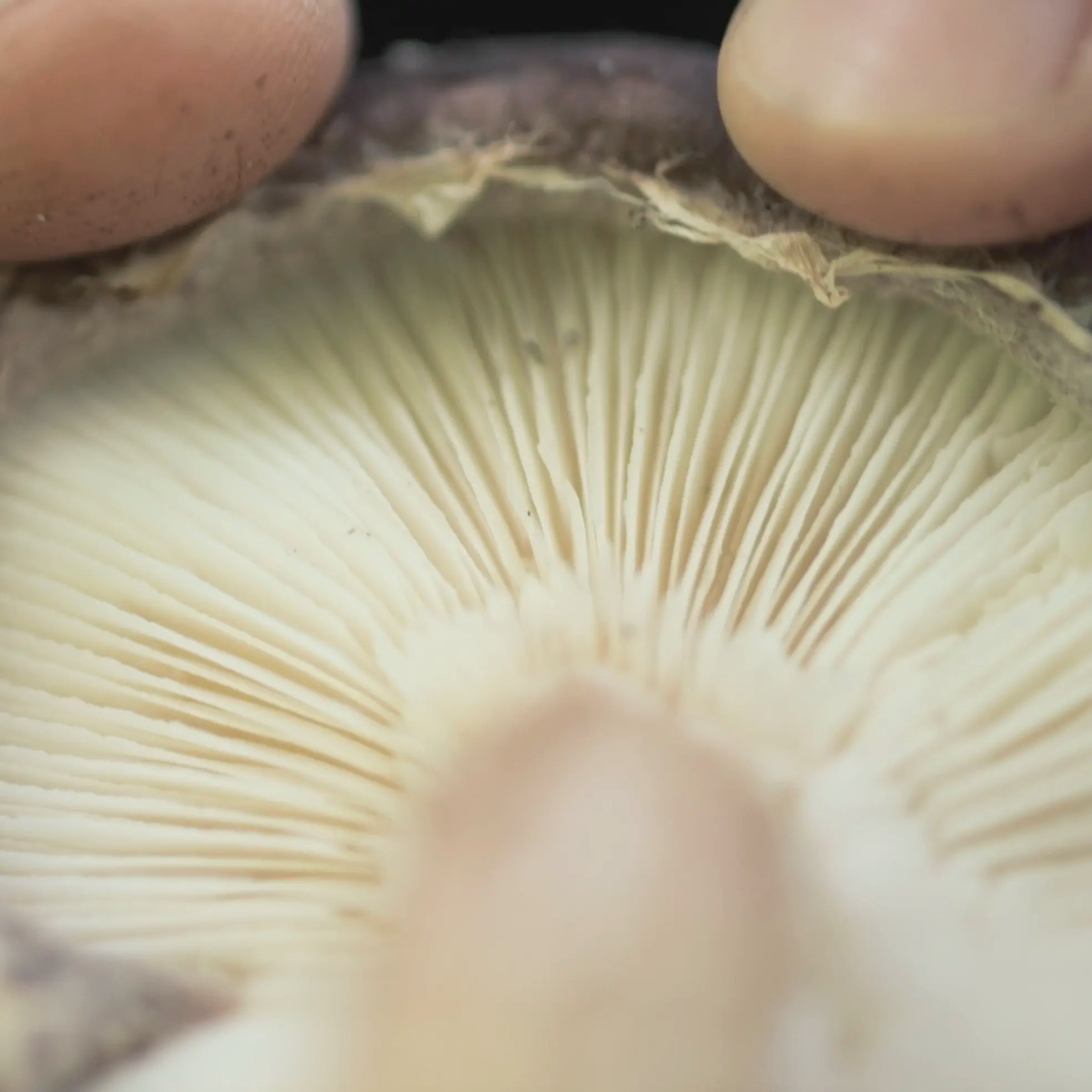 Close-up of a person holding a mushroom, showing the detailed gills under the cap with two fingers visible at the top of the image.