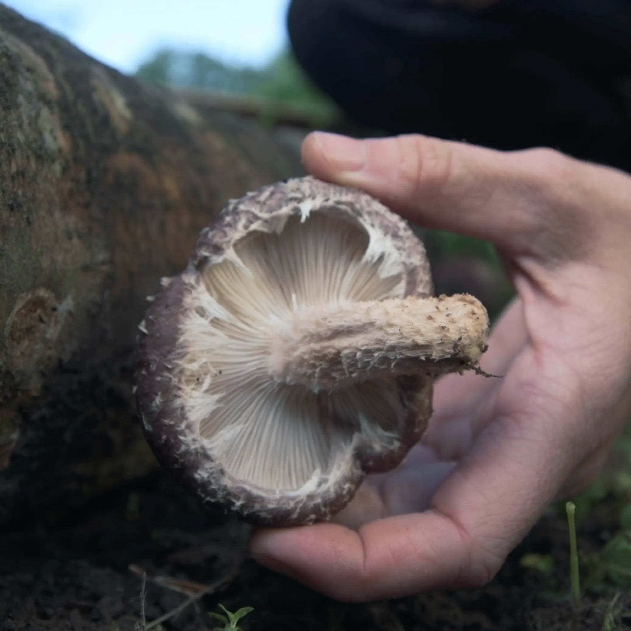 A hand gently holds a shiitake mushroom by the stem, showing its gills, next to a log outdoors.