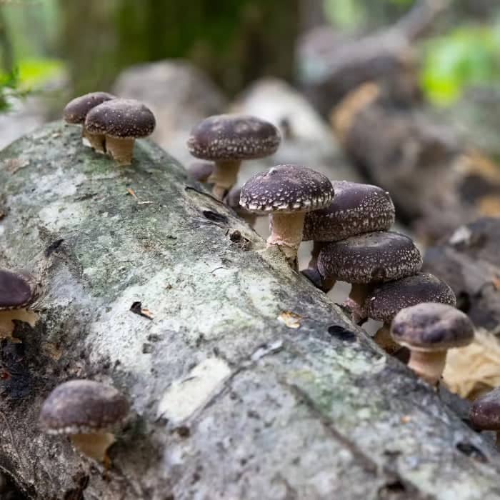 A cluster of dark brown mushrooms with white-speckled caps growing on a fallen tree trunk in a forest setting.