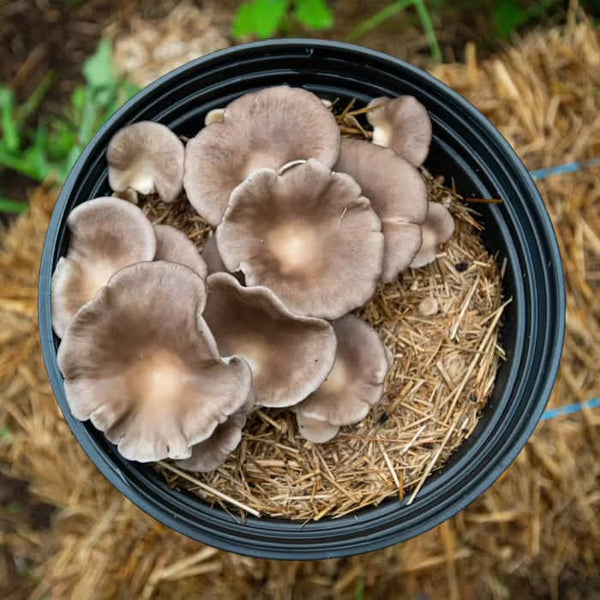 Outdoor Beginner Mushrooms