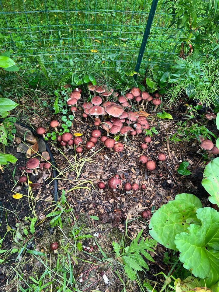 Clusters of reddish-brown mushrooms growing on mulch in a garden near a green wire fence, surrounded by green plants and grass.