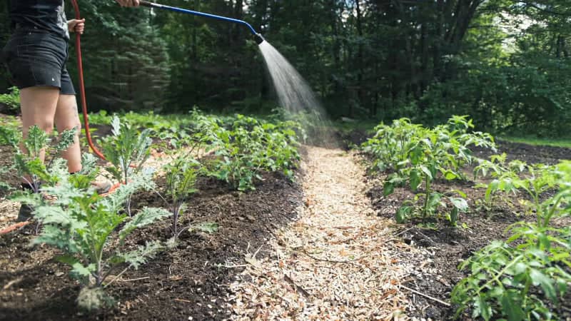 Person watering rows of green vegetable plants in a garden with a hose, surrounded by trees and sunlight, soil and mulch paths visible.