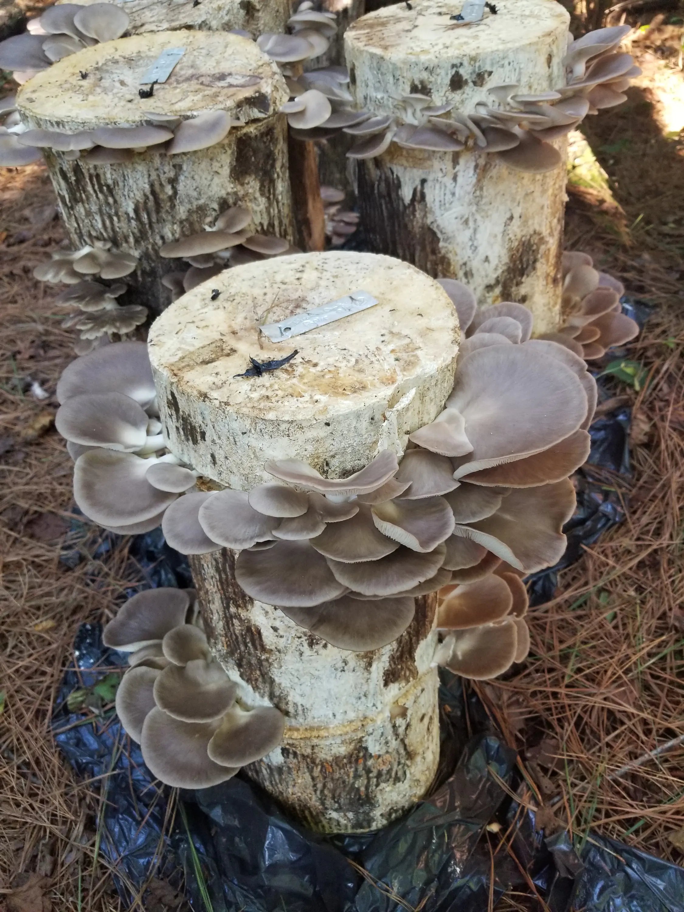 Tree logs with several clusters of oyster mushrooms growing from their sides, placed upright on the forest floor covered with pine needles.