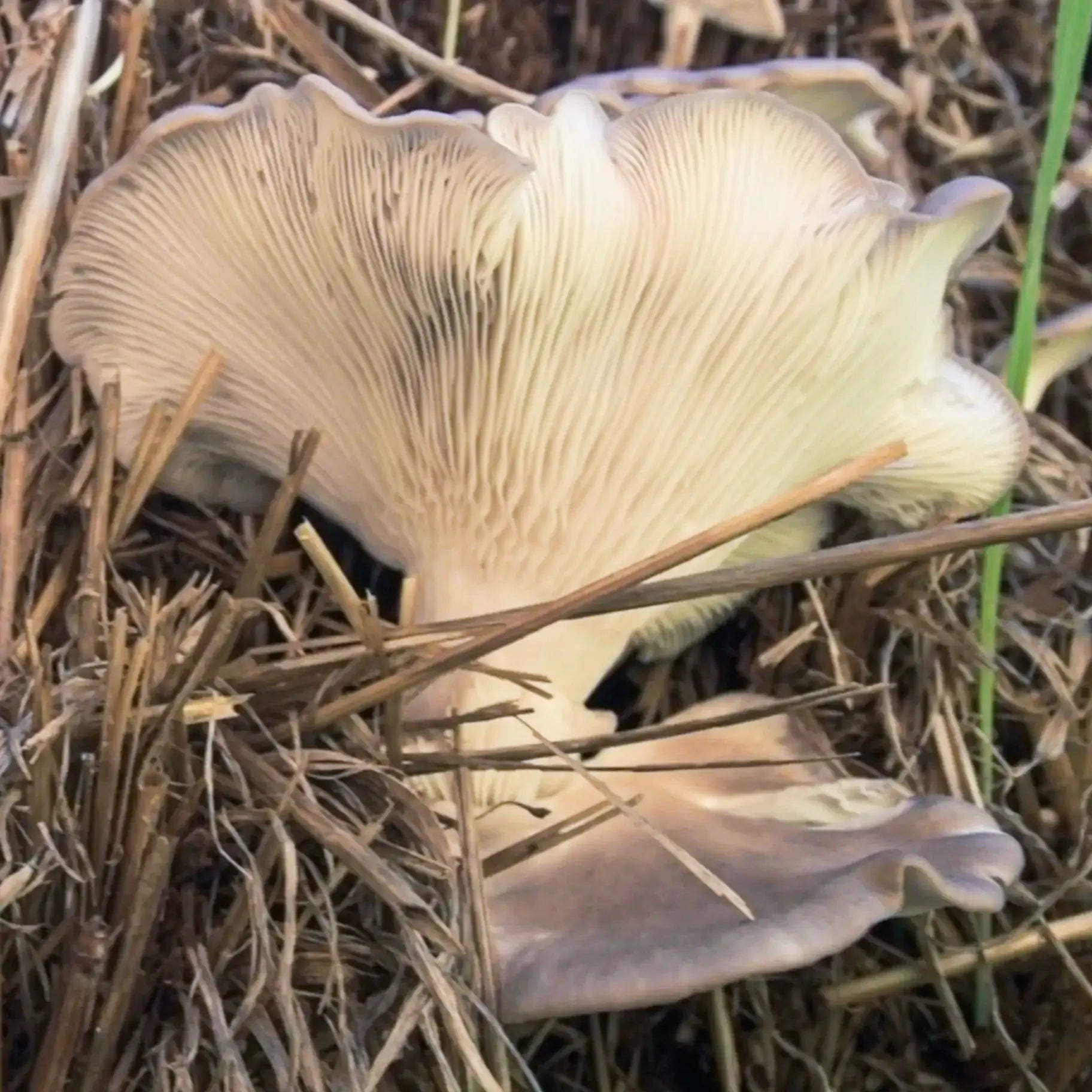 A light-colored mushroom with prominent gills grows among dry grass and straw on the ground.