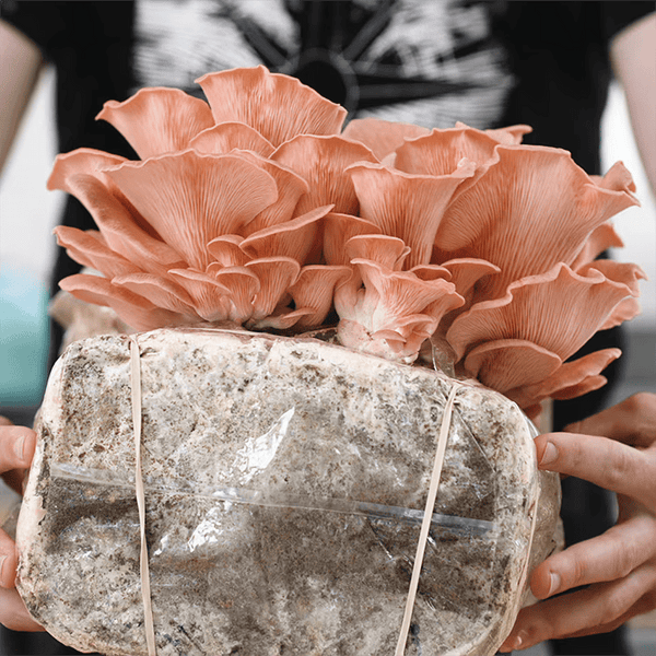 Grow with a Fruiting Block