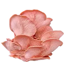 <span class="metafield-string">Pink Oyster</span>