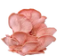 A cluster of pink oyster mushrooms with fan-shaped caps and delicate gills, isolated on a white background.